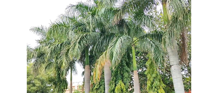 Bottle Palm